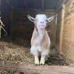 The At Greenbank Farm *