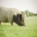 The At Greenbank Farm Villa *