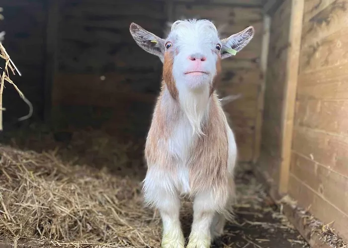 The At Greenbank Farm *