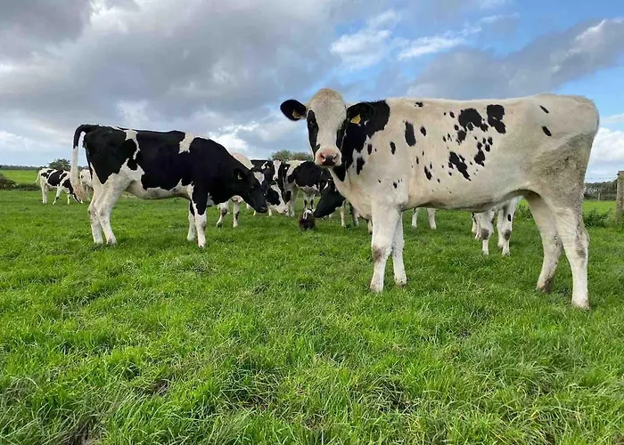 Willa The At Greenbank Farm Esprick